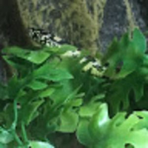 Meet your Posher, Xxxlittlemoonstar